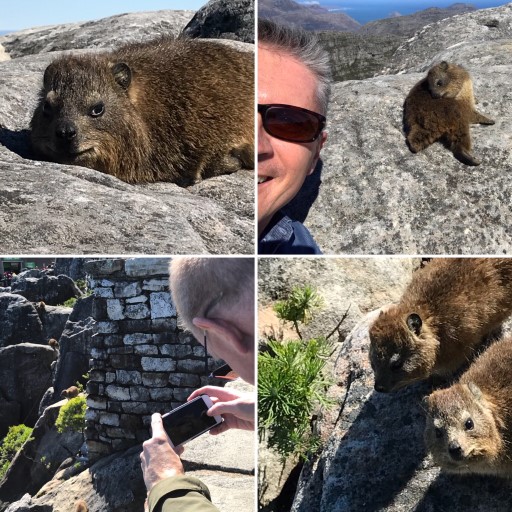 Dassies