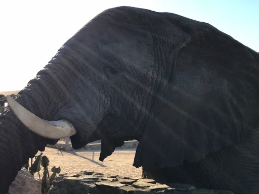 Elephant Interaction