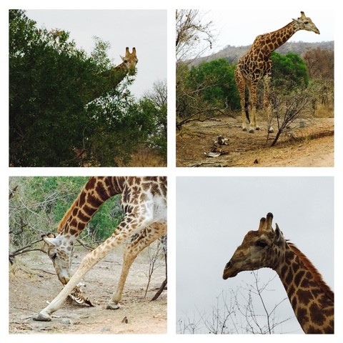 A very rare and unusual sighting