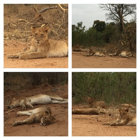 A whim away a whim away a whim away