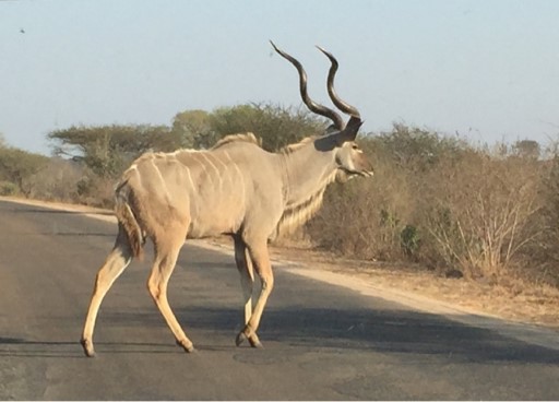 Kudu