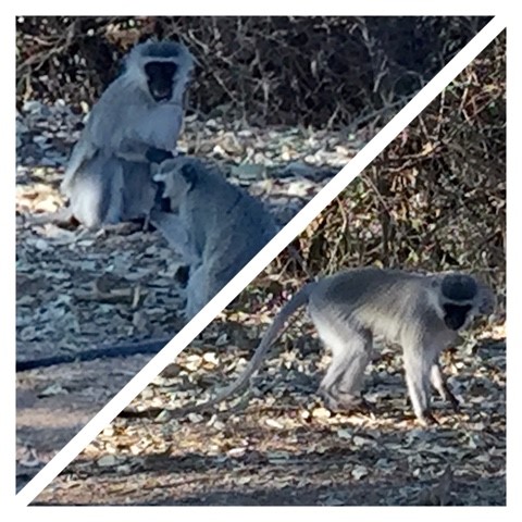 Vervet Monkeys