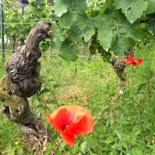 Bergstrasse Wine Route