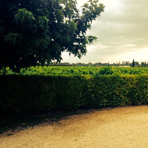 Last late afternoon in Provence