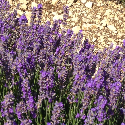 Lavender